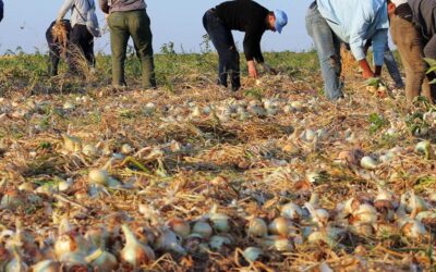 Ayudas para apoyar la incorporación de agricultores y ganaderos a regímenes de calidad en Aragón