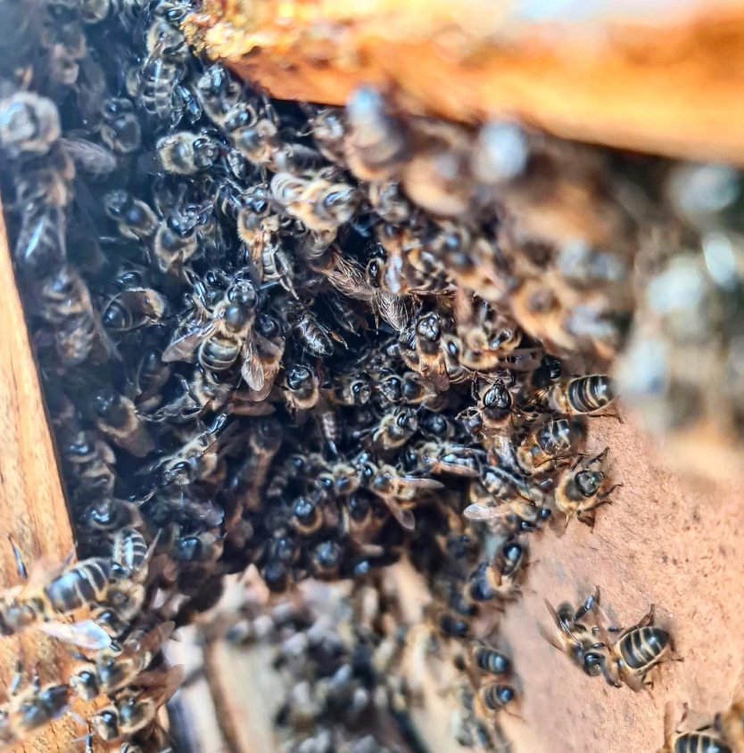 abejas la miel de Cris