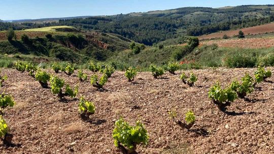 II Jornada de Vinos Tierra del Jiloca