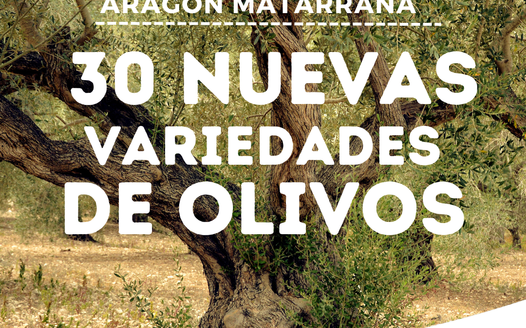 30 nuevas variedades de olivos de Aragón