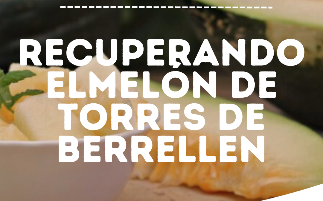 Recuperando el Melón de Torres de Berrellén