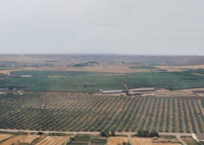 Olivos desde el mirador